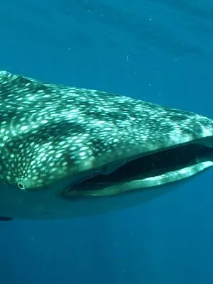 L'Indonésie sauvage