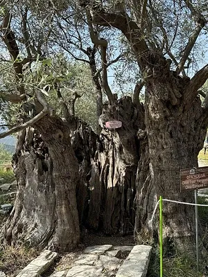 Chypre : Un jardin méditerranéen