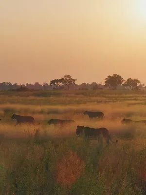 Sur la terre des grands félins