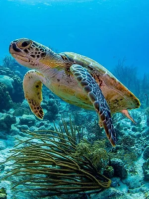 Les trésors de l'océan