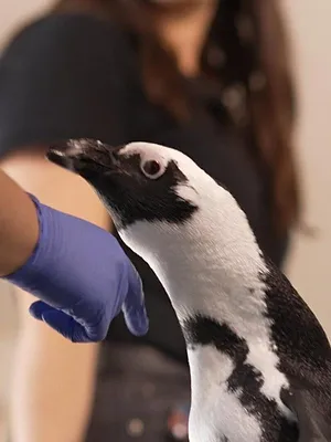 Nausicaá, dans les coulisses du plus grand aquarium d'Europe