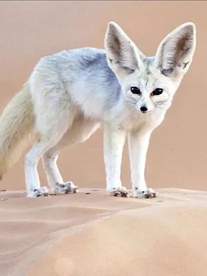 L'imagier animé de Koumi S1 E3