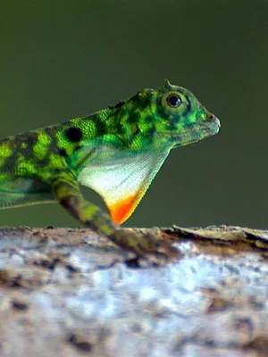 L'Indonésie sauvage