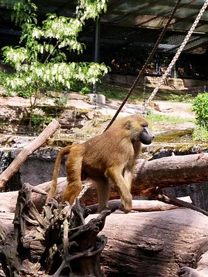 Zoos : la gestion des animaux en question