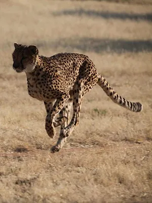 Namibie : l'espoir renaît pour les guépards