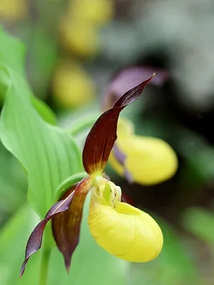 La Suède, un bain de nature : Le Götaland et le Svealand