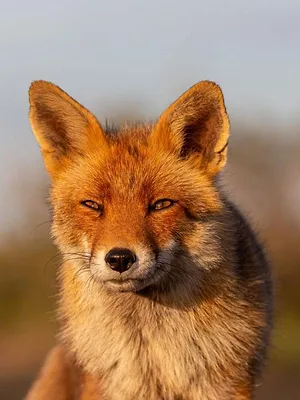 Le monde secret des renards