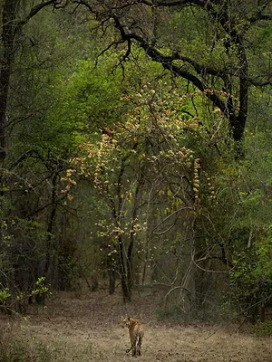 Destination Wild : L'Inde à l'état sauvage