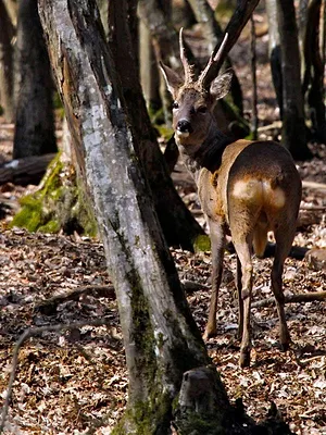 Chevreuil, ce joyau négligé