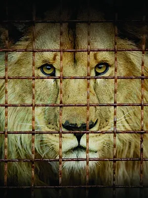 Checkpoint Zoo : Sauvetage sous les bombes