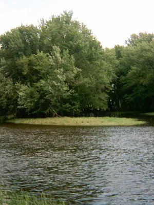 Mississippi sauvage