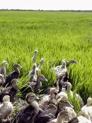 A la croisée des fleuves
