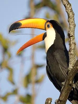 Le Paraguay sauvage