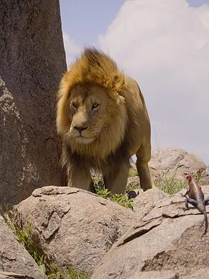 Africa Earth's Wild Home