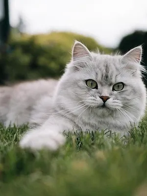 Le grand bêtisier des animaux