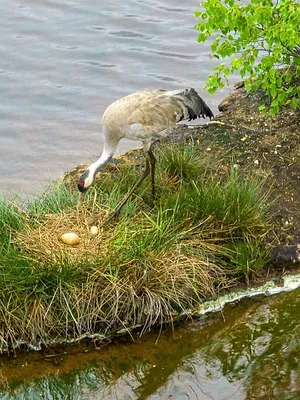 Die geheime Welt der Tiere