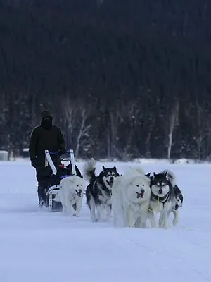 Alaska : nouvelle vie