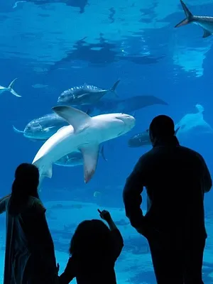 Une saison à l'Aquarium
