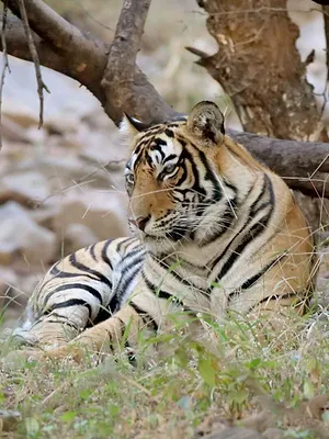 Inde : Vivre auprès des grands fauves