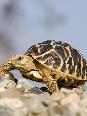 Le trafic des tortues