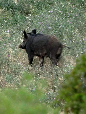 Des sangliers dans le viseur