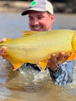 Dorado, un trésor en eaux troubles