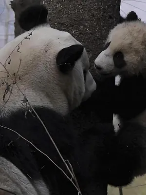 4 saisons au royaume du panda