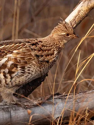 Québec à vol d'oiseau