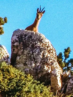 Le défi de la chasse en haute montagne