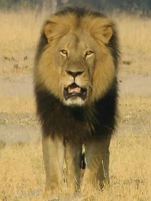 Un lion né pour régner
