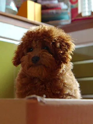 Waffle, le chien waouh S1 E4