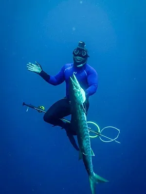 Barracudas géants du Bénin