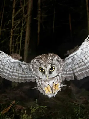 Forêts : le peuple de la nuit