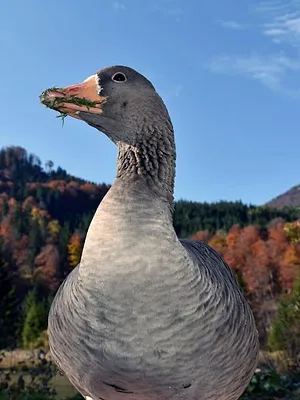 Das Almtal - Mächtige Berge, klares Wasser und faszinierende Wildtiere