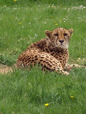Zoo : le défi de demain