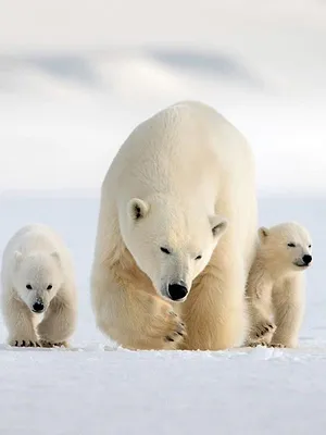 Le grand voyage des ours blancs