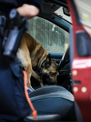 Borderforce USA : the Bridges