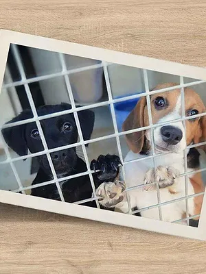 Chiens et chats sans collier