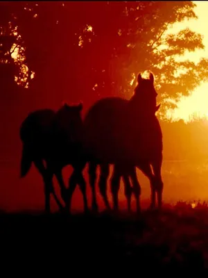 Au fil de l'Argentine