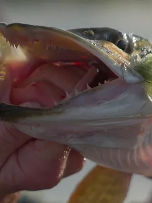 La quête des poissons trophées