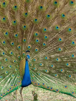 La vie en couleurs avec David Attenborough