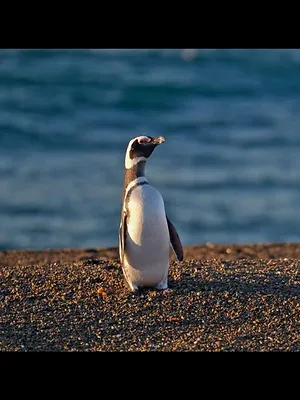 Thalassa, aventures extrêmes