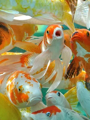 O Lado Selvagem de África