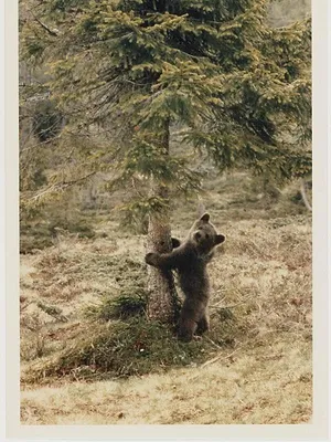 L'ours