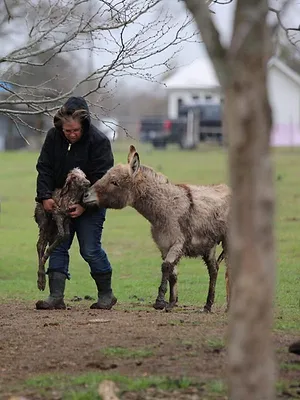 Habitations en péril