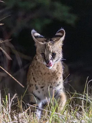 Africa Earth's Wild Home