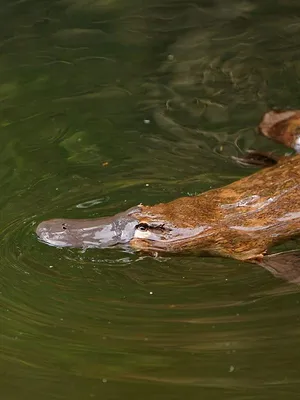 Champion de la survie