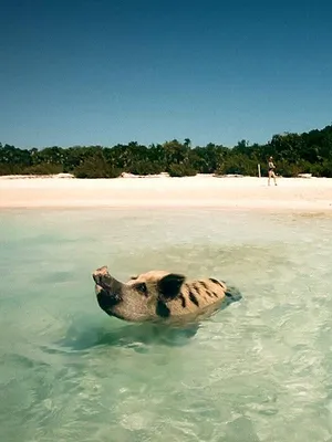 Fabelhafte Artgenossen - Das Schwein