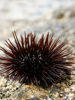 Les trésors de l'océan