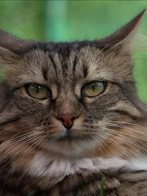 Heureux comme un chat